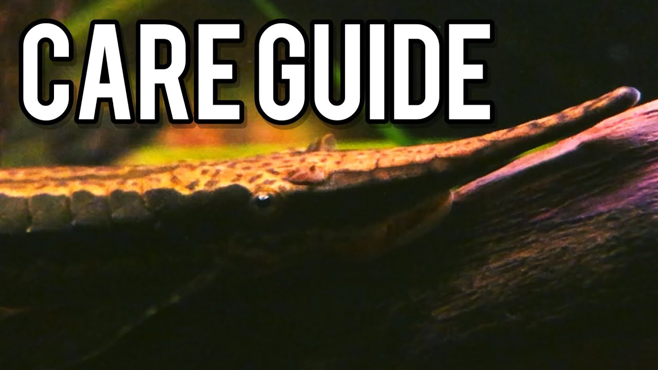 Should YOU get a Twig Catfish? (Care Guide)