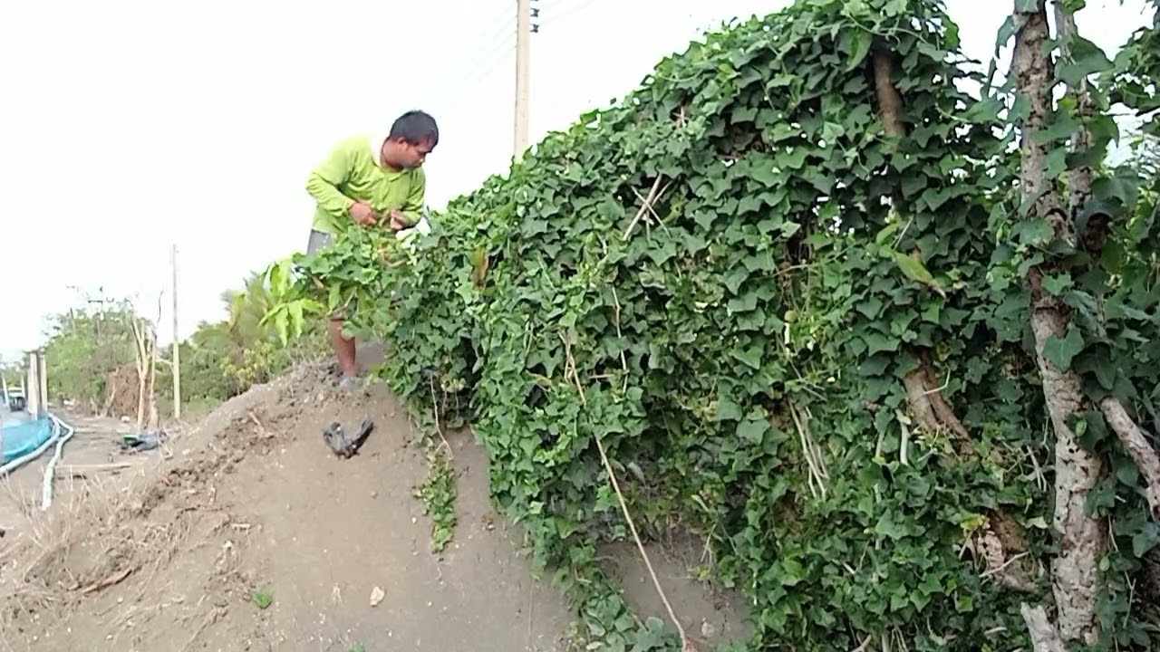 มาเก็บผักให้แม่บ้าน ไว้ทำกับข้าว ผักตำลึงงามมากครับ