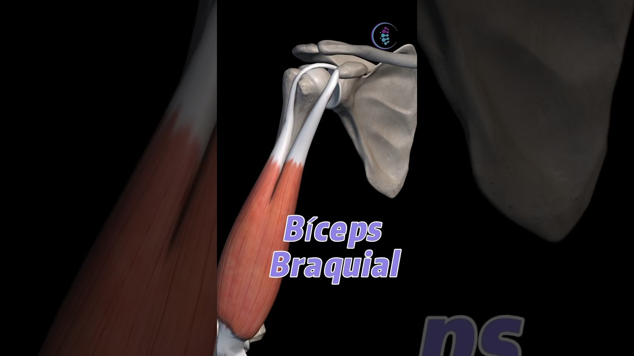 Anatom&iacute;a del b&iacute;ceps braquial #musculo #biceps