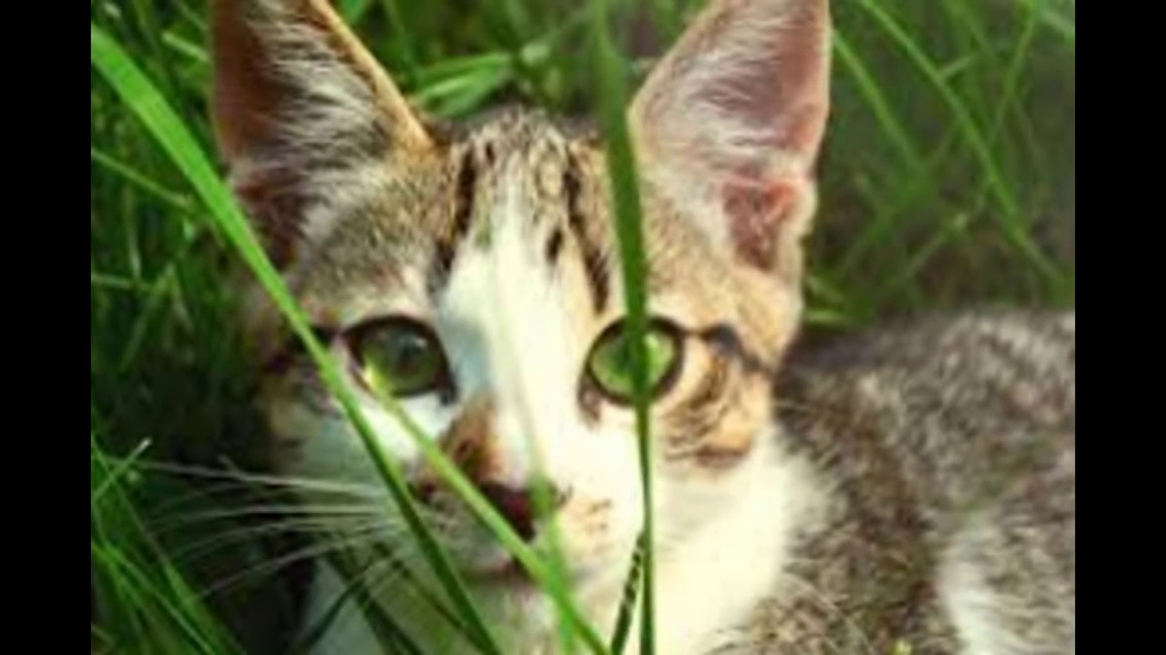 Cats are the best entertainment in the World   Funny cat compilation