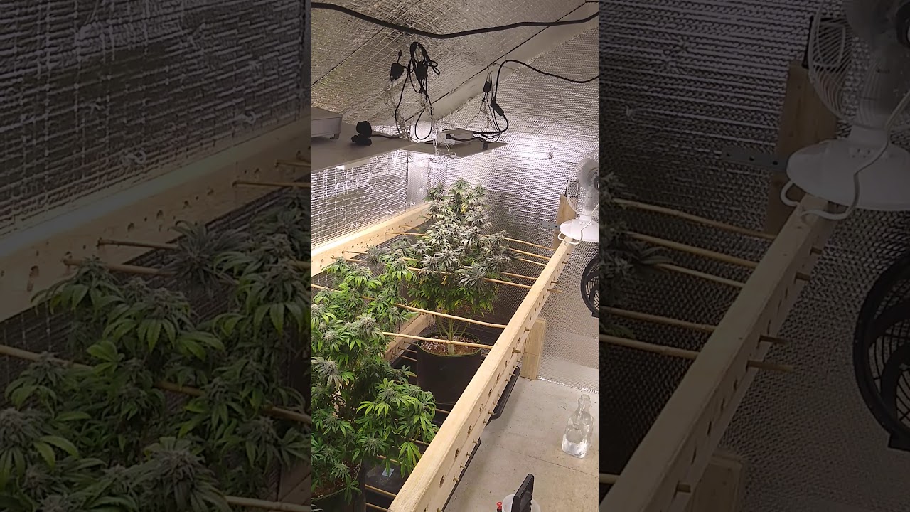 solar and wind powered indoor grow rooms