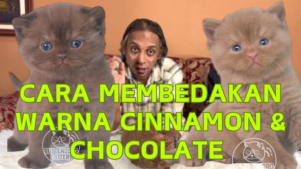 MEMBEDAKAN WARNA CINNAMON DAN CHOCOLATE PADA KUCING BRITISH SHORTHAIR