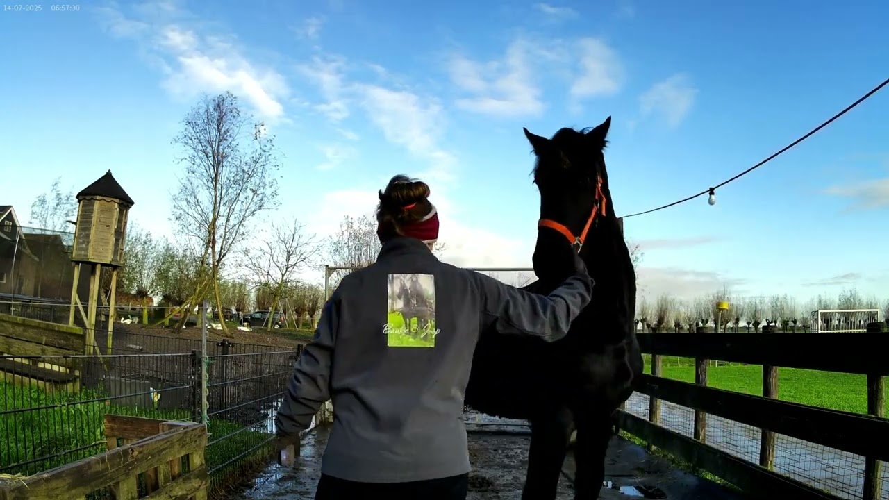 Onze nieuwe hengst Auke is thuis