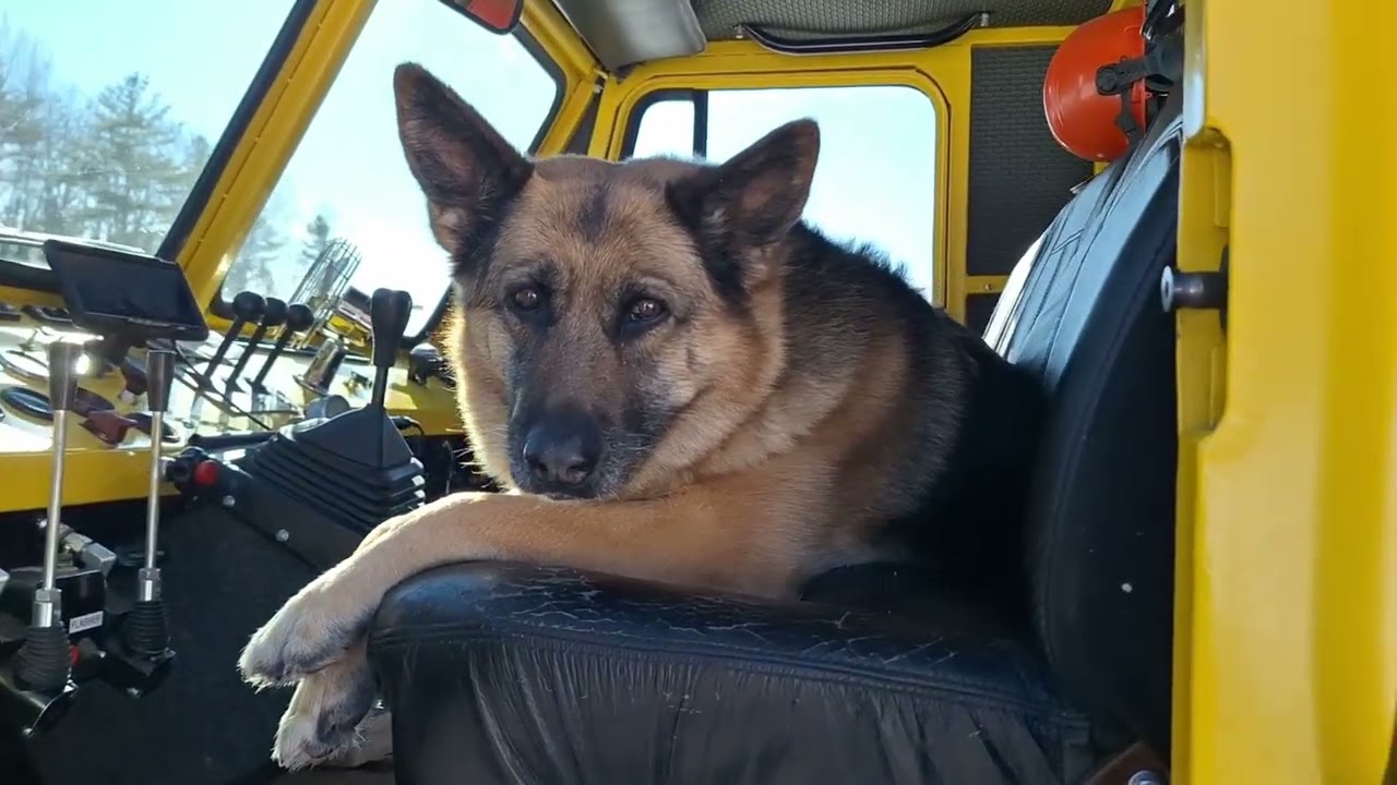 Wood Day @Roxy the queen of German Sheppards 