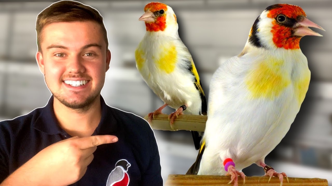 My *NEW* Siberian Goldfinches!