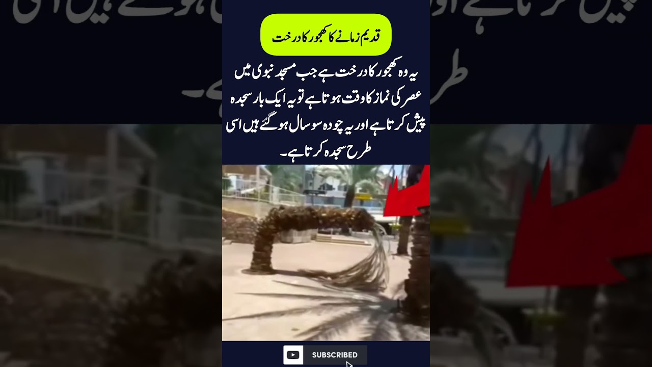 یہ وہ کھجور کا درخت ہے جب مسجد نبوی میںعصر کی نماز کا وقت ہوتا ہے تو یہ ایک بار سجدہ کرتا ہے#shorts