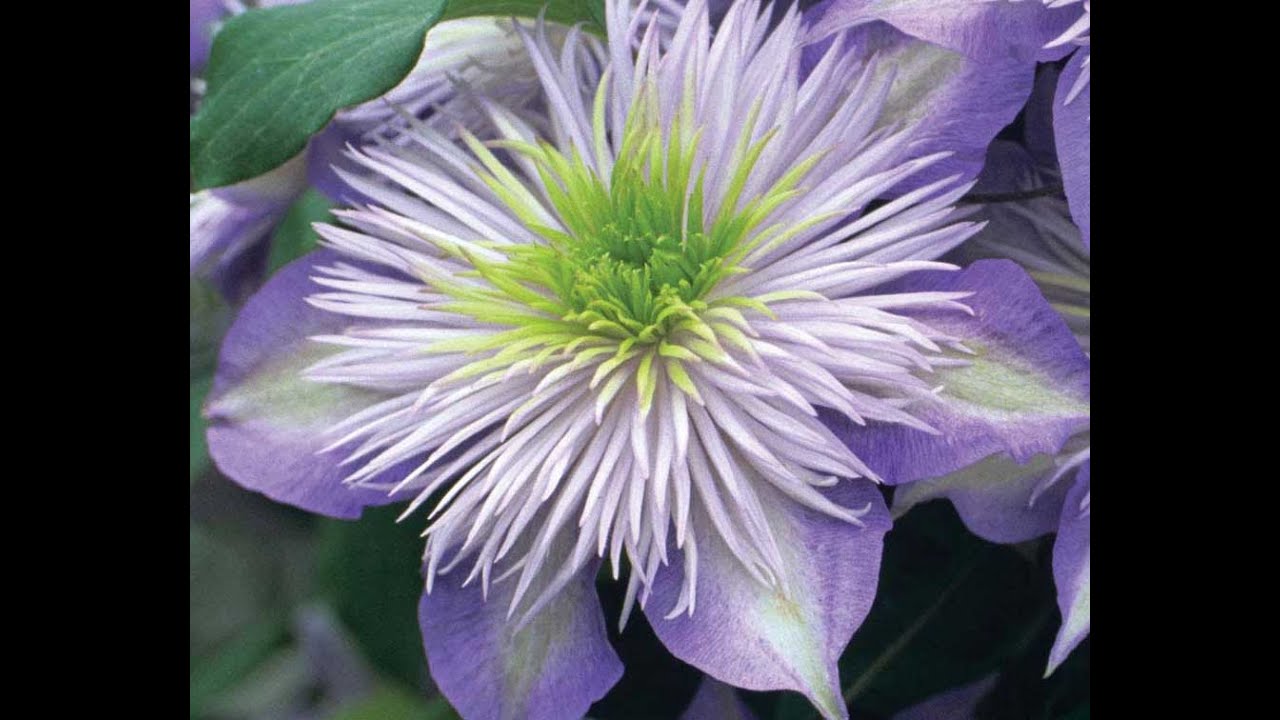 How to Prune Group 2 Clematis
