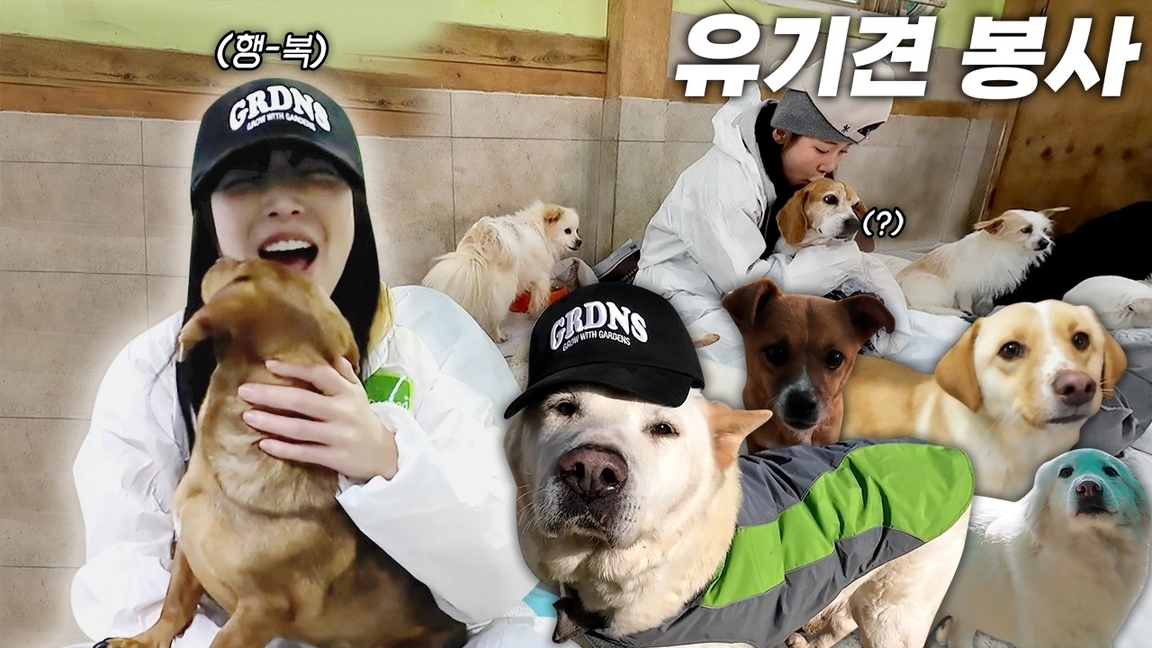 Кто Хочет Увидеть 400 Милых Щенков? Волонтёрство с Бездомными Собаками