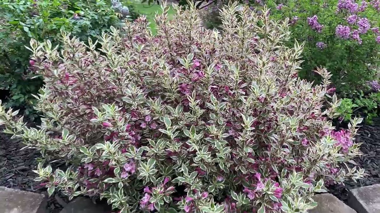 My Monet Weigela