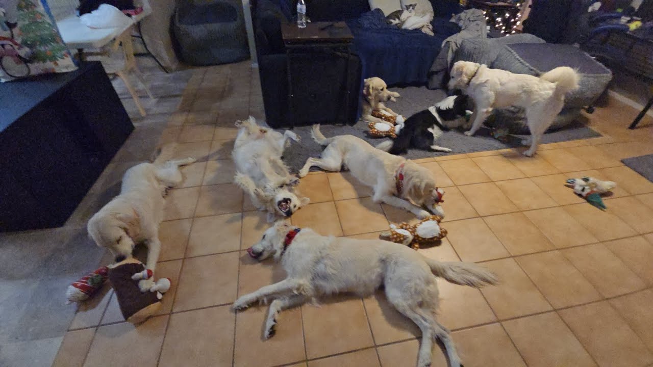 Christmas for the Animals