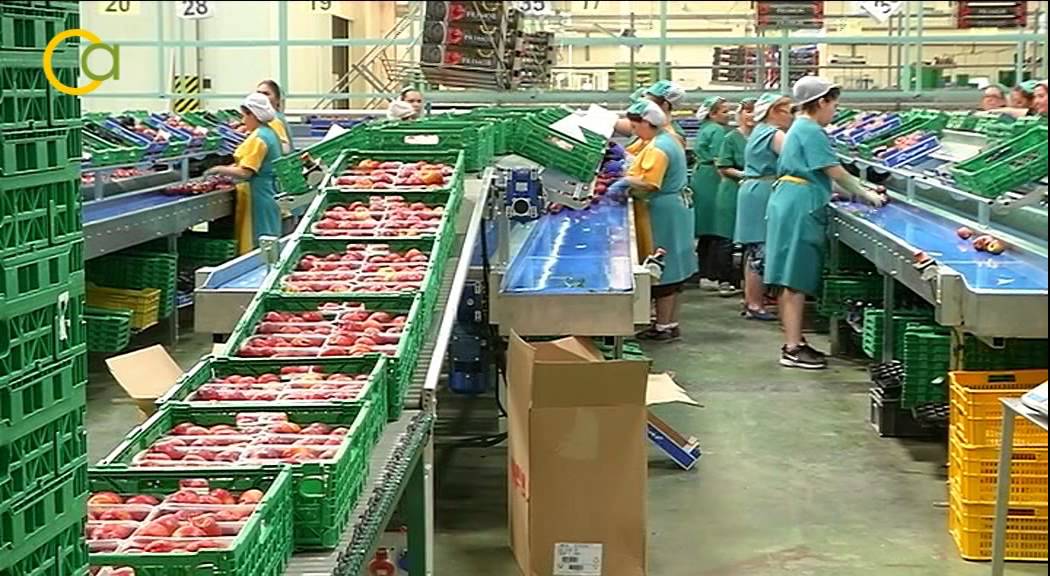 Fin de la campaña de fruta de hueso 2015