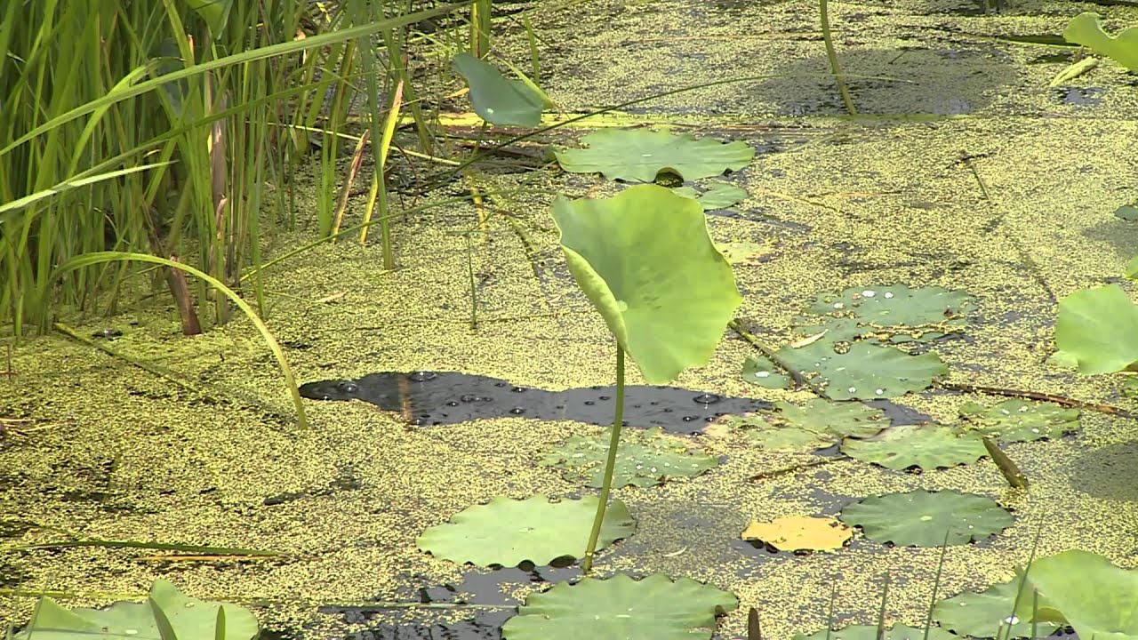 Sustainable Moments: Working with buffer strips in ponds at North Shore Country Club