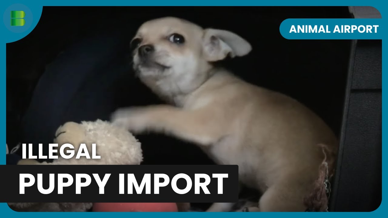 Caught! Illegal Puppy Imports - Animal Airport - Animal Documentary