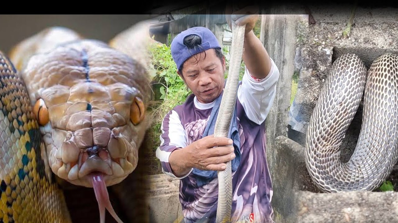 Isang pamilya ng cobra sa punso at isang malaking sawa ang aming natagpuan sa bukid ng mag sasaka