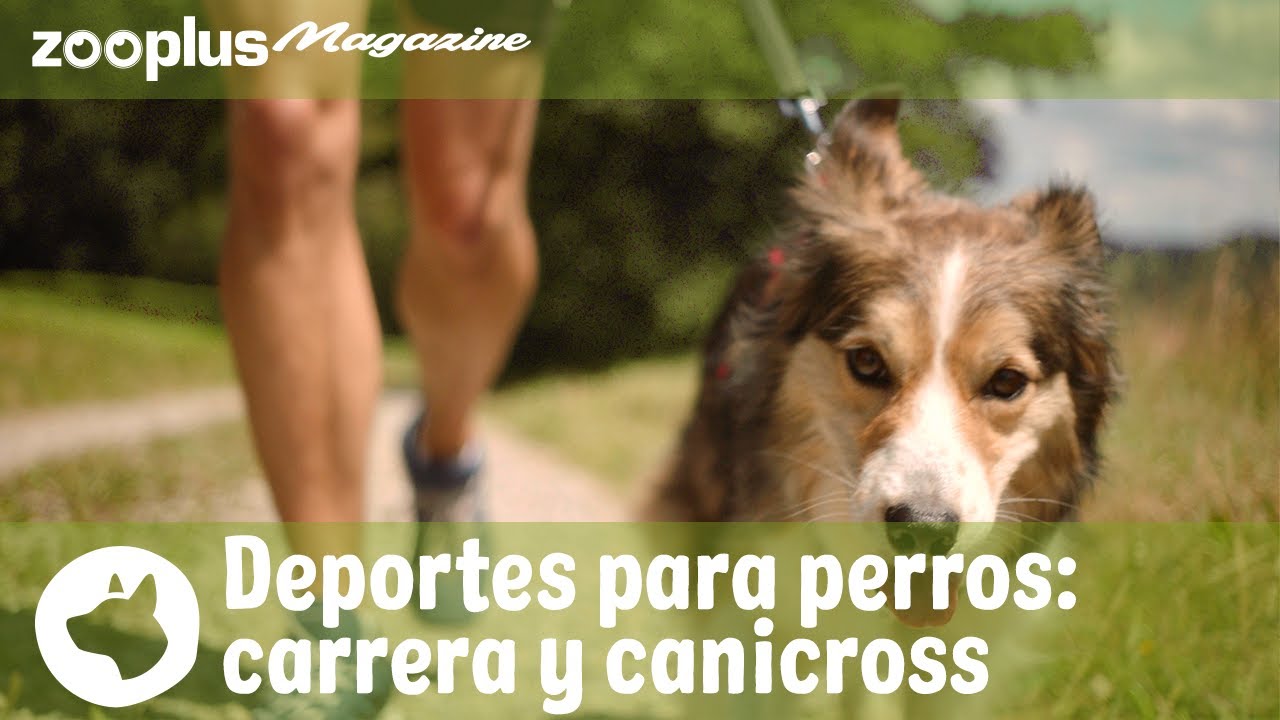 Carrera y canicross: correr con tu perro