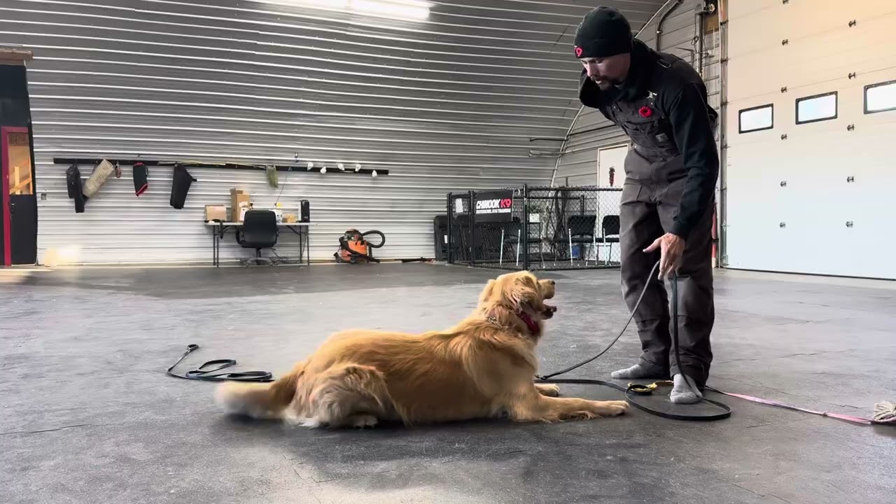 What Dog Training SHOULD Look Like! Training Session With Reactive Dog/Anxious Dog