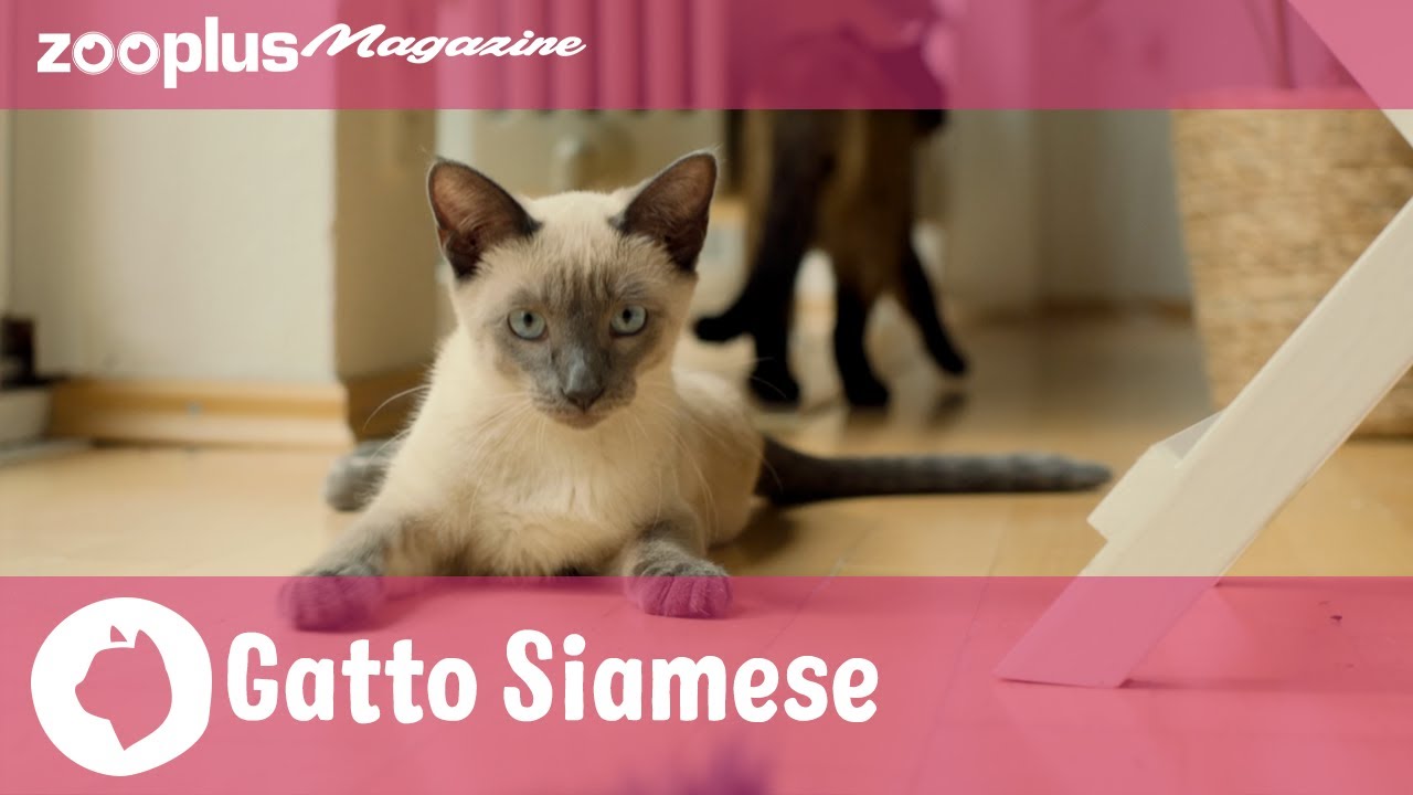 Il gatto Siamese: esigenze & caratteristiche del micio dagli occhi blu