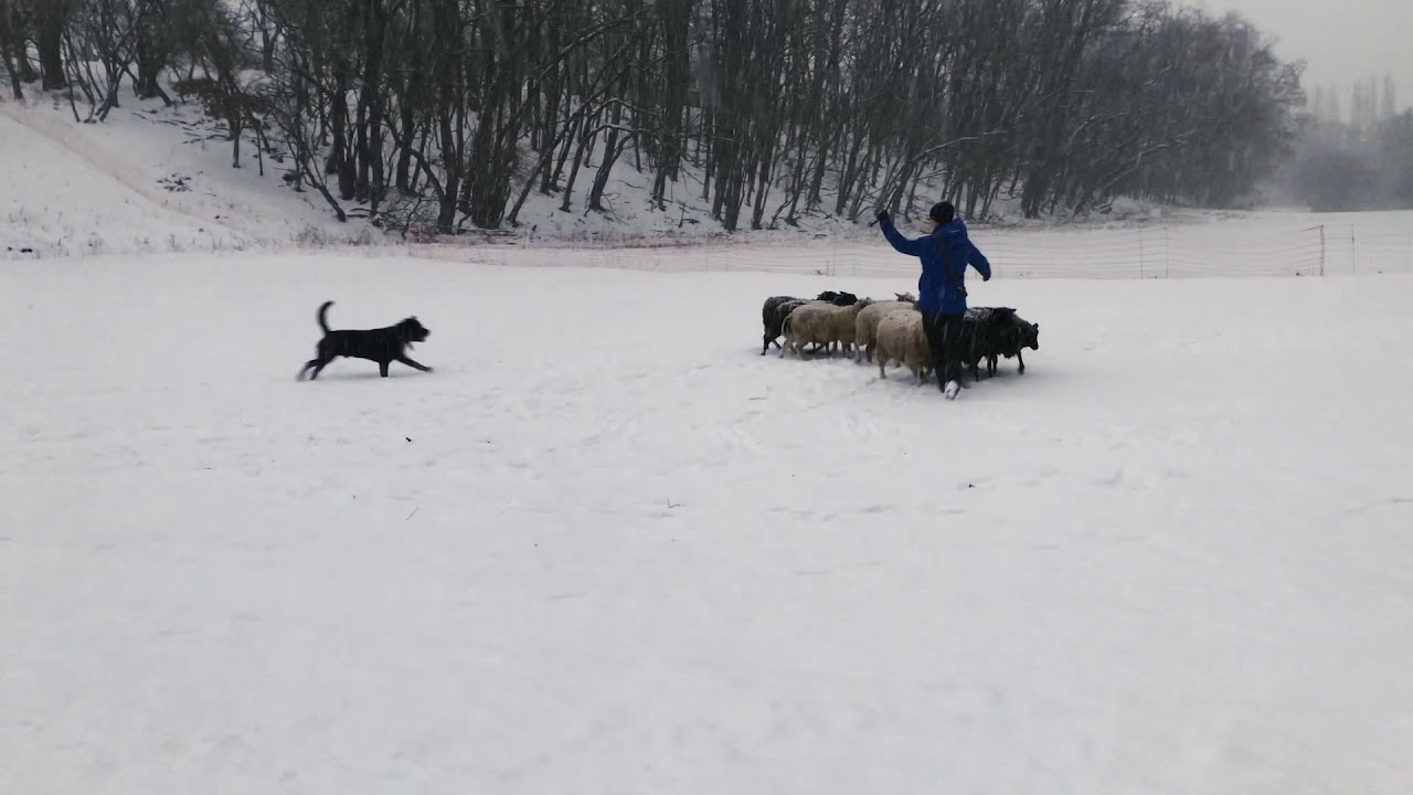 Rottweiler herding sheep - New sheep after one year of training