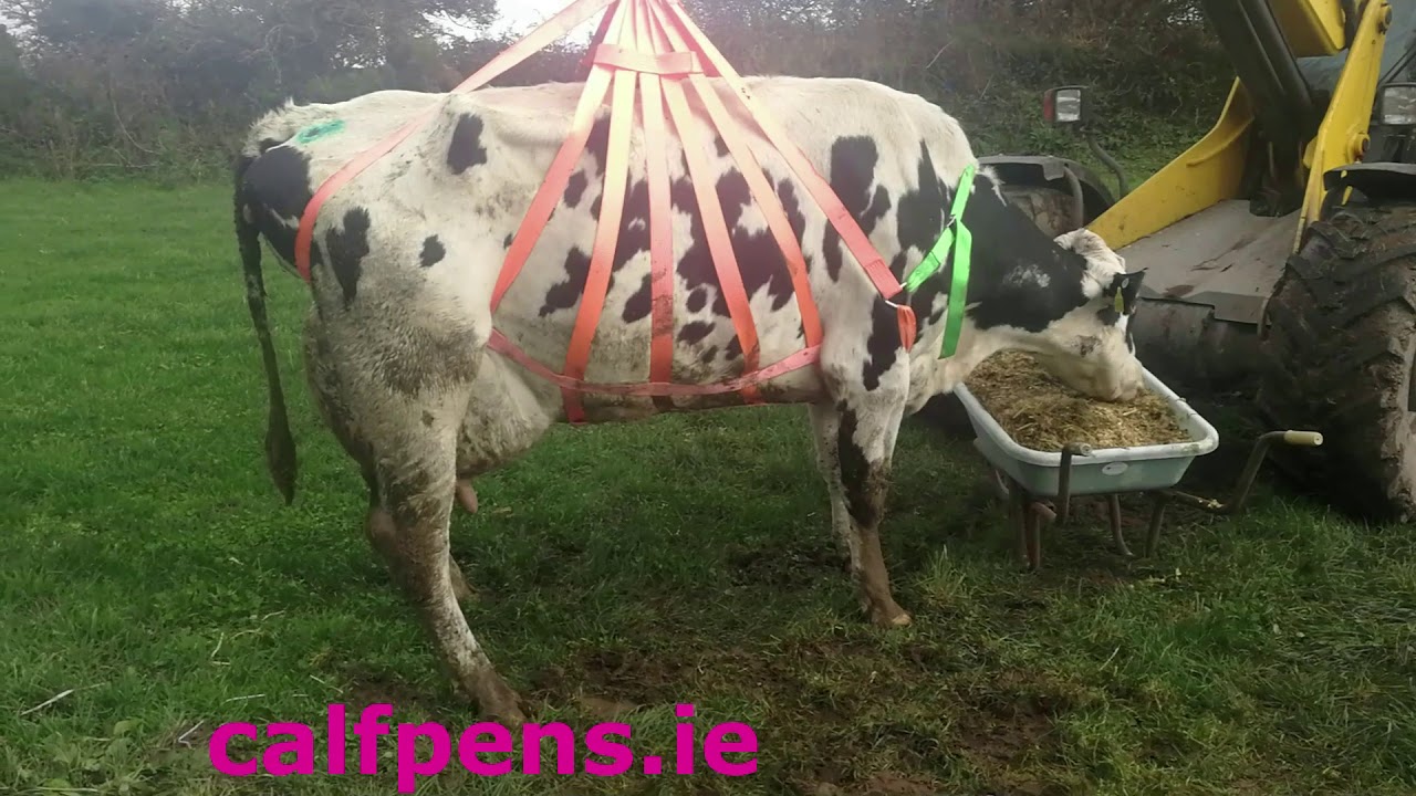How to lift an injured cow