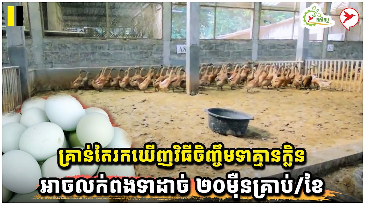 គ្រាន់តែរកឃើញវិធីចិញ្ចឹមទាគ្មានក្លិន អាចលក់ពងទាដាច់ ២០ម៉ឺនគ្រាប់/ខែ | កម្មវិធីកសិកម្ម