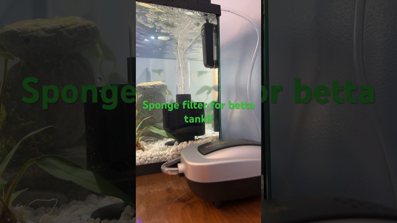 Sponge filter for betta fish tank!!! #fish #betta #bettatank