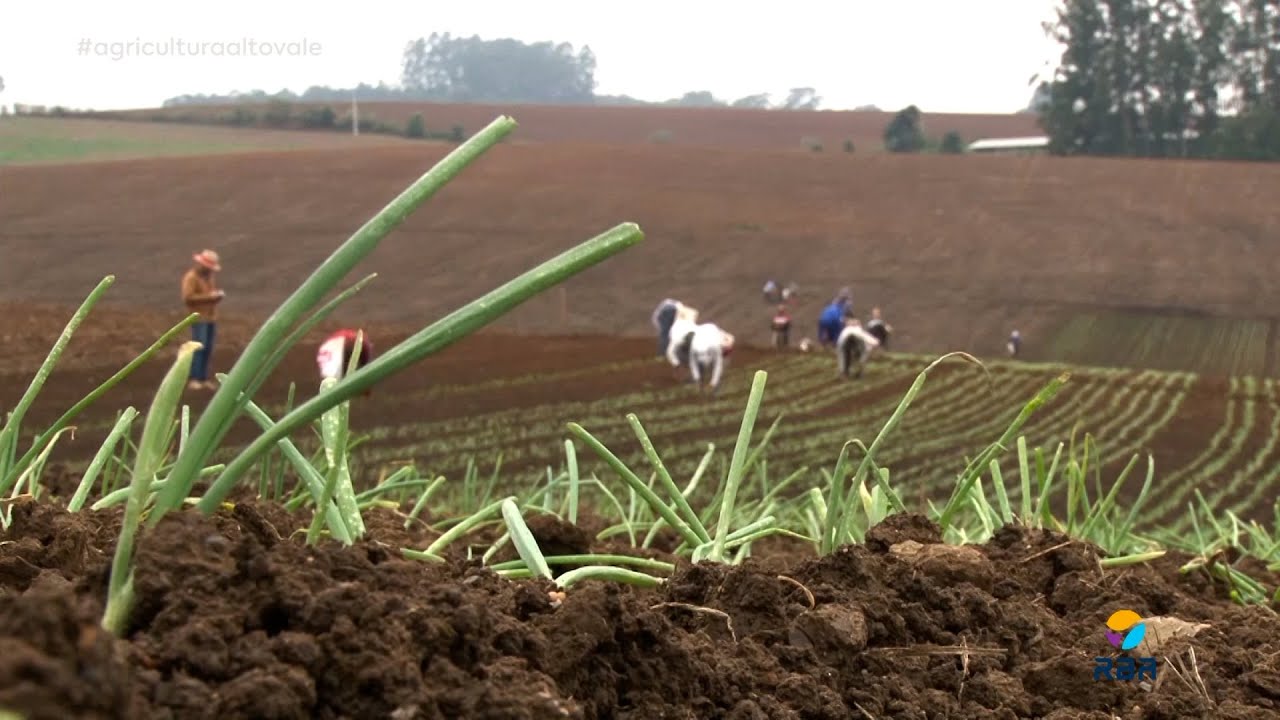 Produtores iniciam plantio de mais uma safra da cebola em Ituporanga