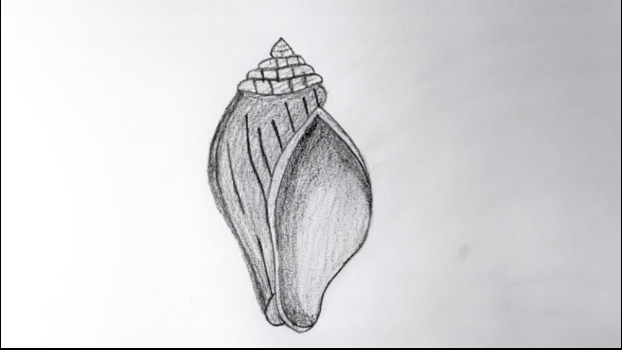 Draw a seashell 🐚 | easy tutorial | Pencil sketch | easy drawing 