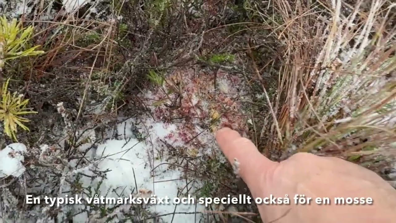 Torv, Torvmark, våtmark, myr. Dala mosse nordöst om Värnamo. Geologen Mange magister klafsar ut!