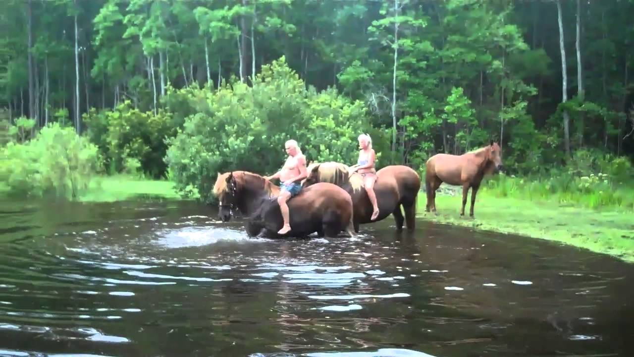 Belgian Draft Horses having fun at Cheers Horse Ranch!