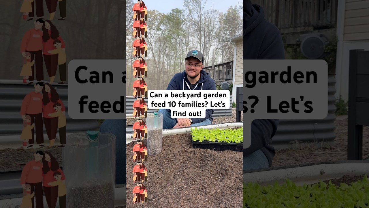 Мы обеспечиваем продовольствием 10 семей, используя продукты нашего огорода на заднем дворе.