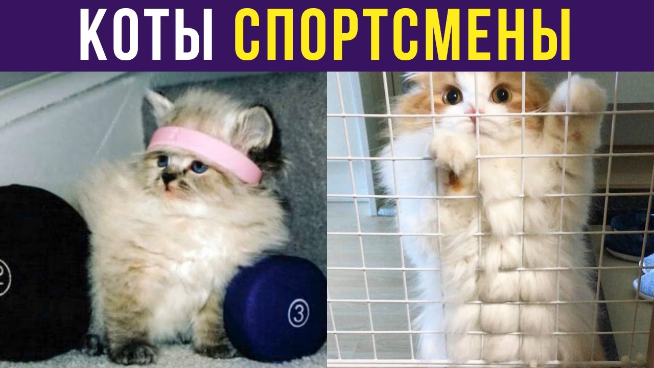 Приколы с котами. КОТЫ-СПОРТСМЕНЫ | Мемозг 