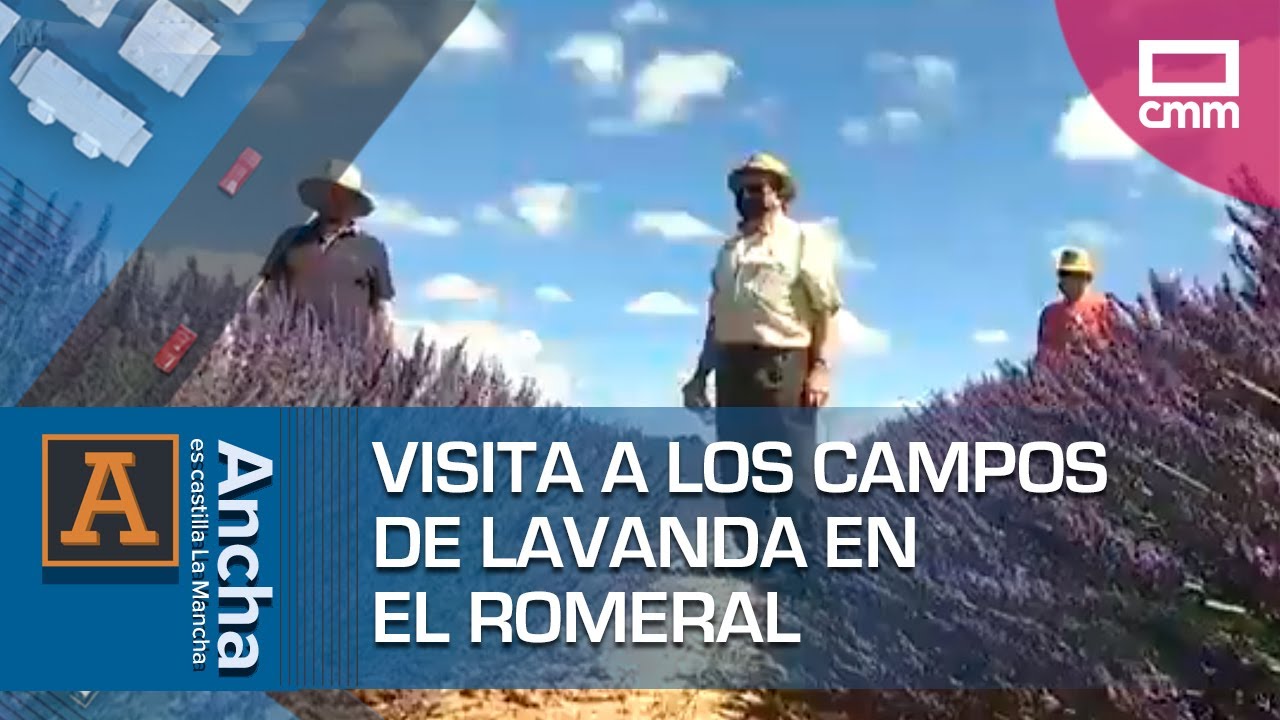 Los campos morados de El Romeral ya reciben visitantes