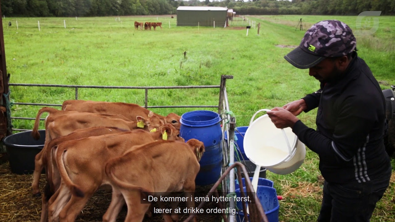 Kalvene på Søgård får nyt græs hver dag