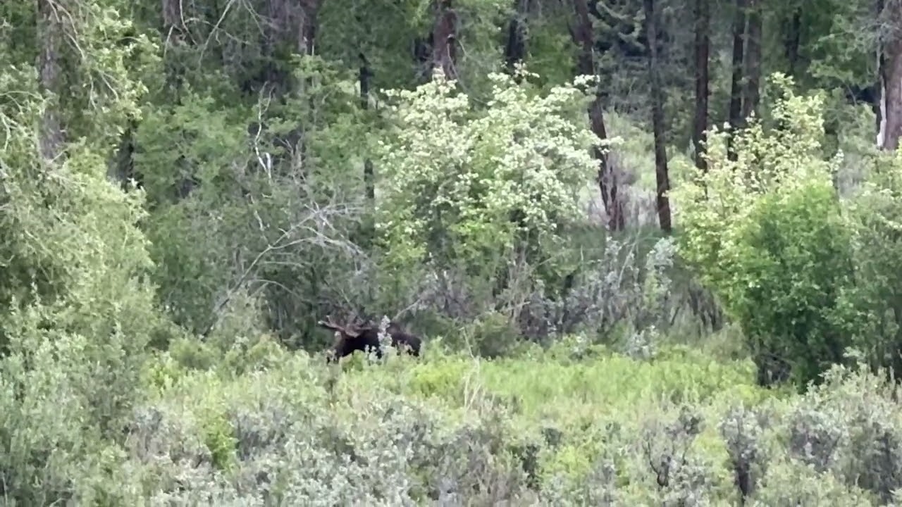 Moose Eating in Grand Teton