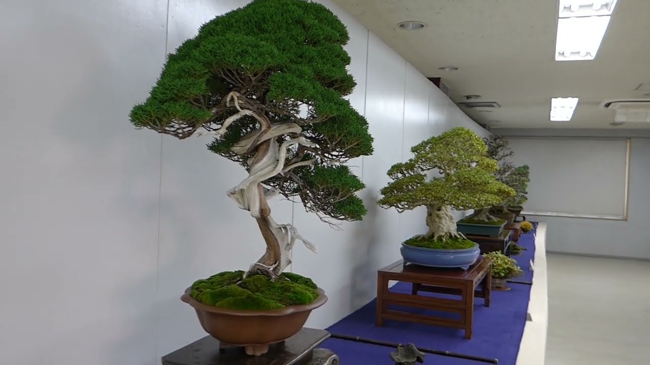 ＢＯＮＳＡＩ　盆栽（日本盆栽作風展）