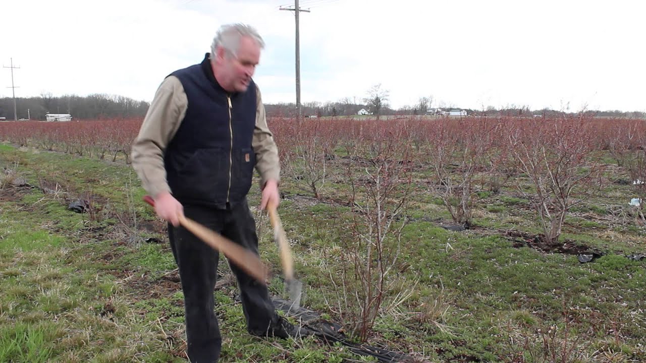 Pruning Young, Middle Aged, and Old Bluberry Plants | Indiana Berry