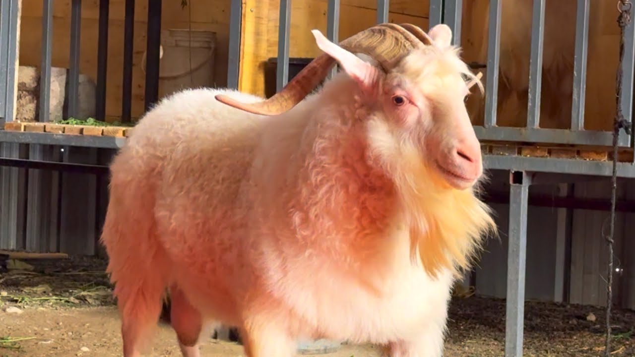 Top Quality Angoora Goat at Indian Goat Lover in Pune India