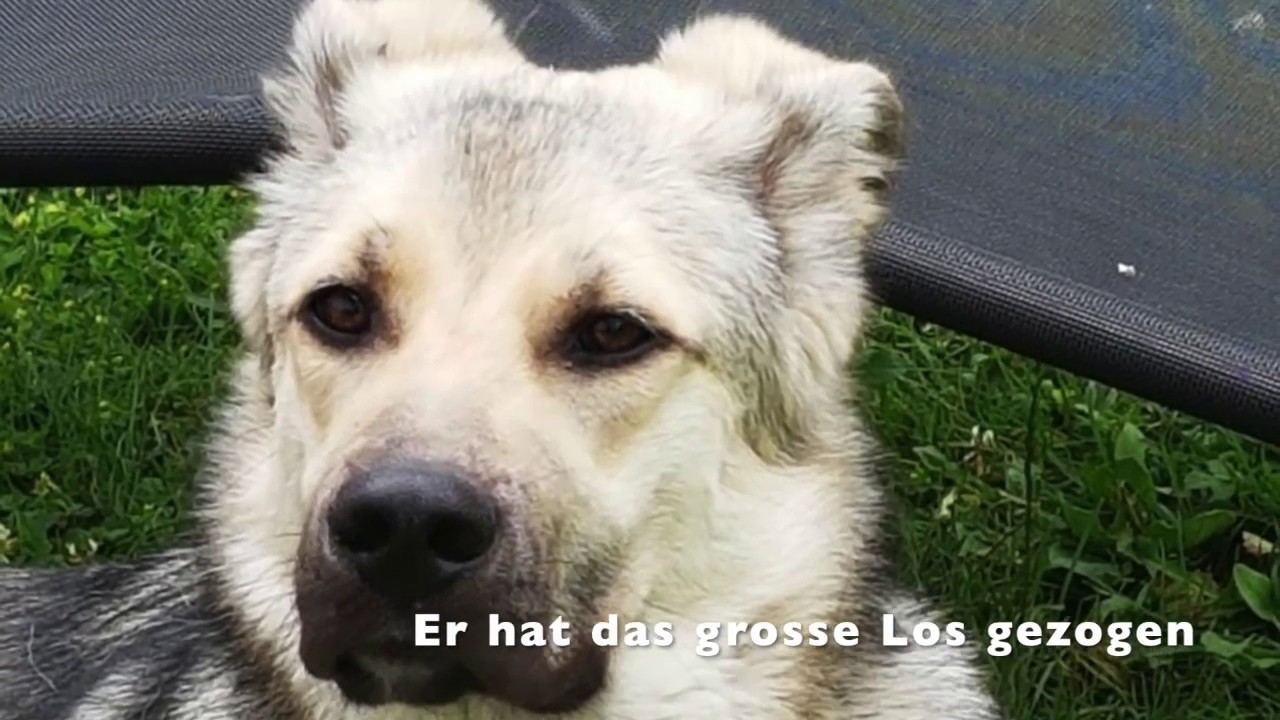 Danke 2018 Tierschutz Russland