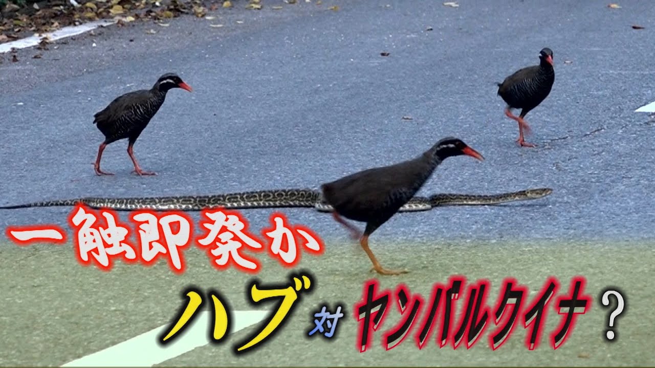 一触即発か？　ハブとヤンバルクイナ　やんばるの自然　沖縄