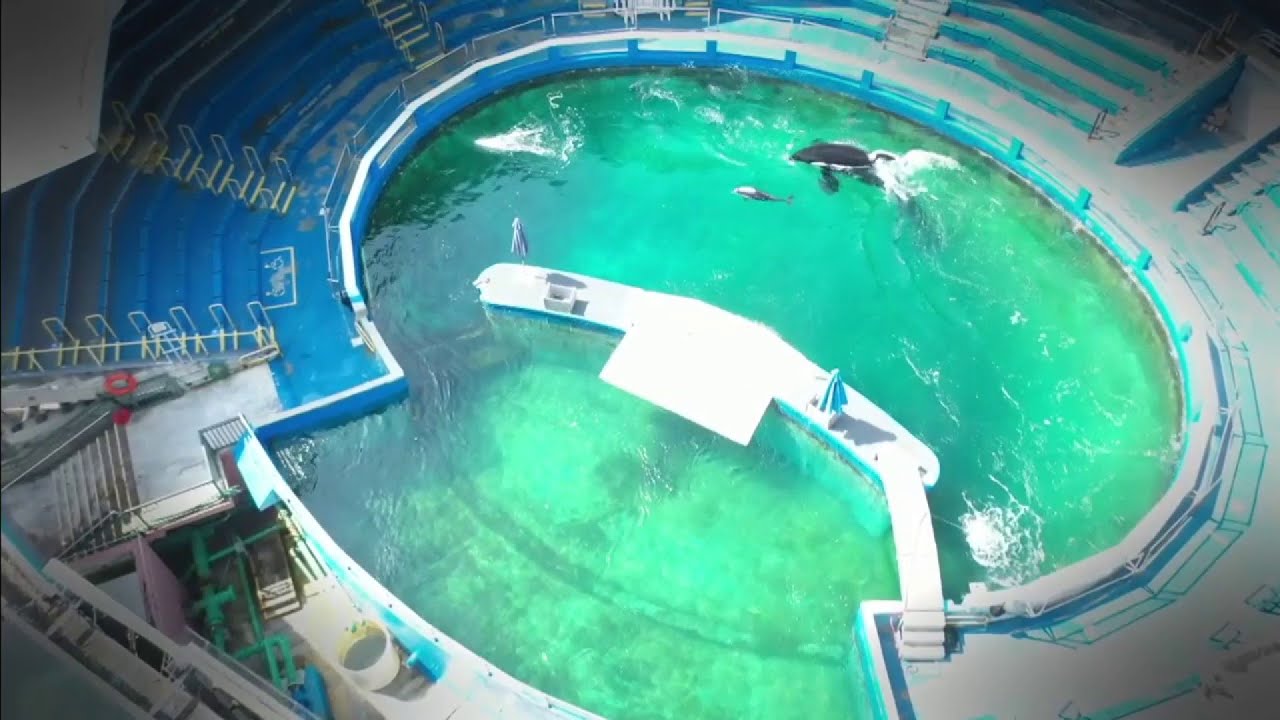 PETA on Lolita: Send her to seaside sanctuary