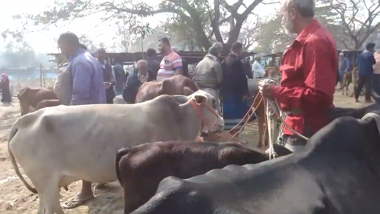 দিনাজপুর আমবাড়ি হাট গাভী বাচ্চা হাঁটি 