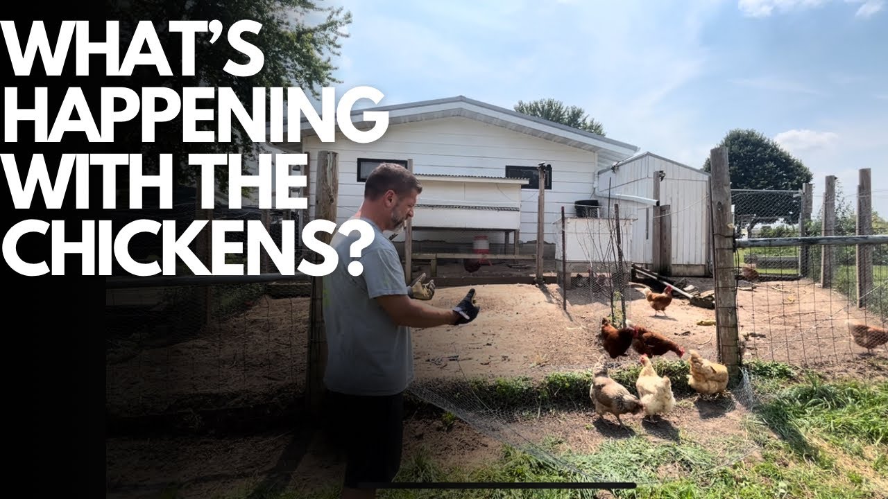 What’s happening with the chickens?