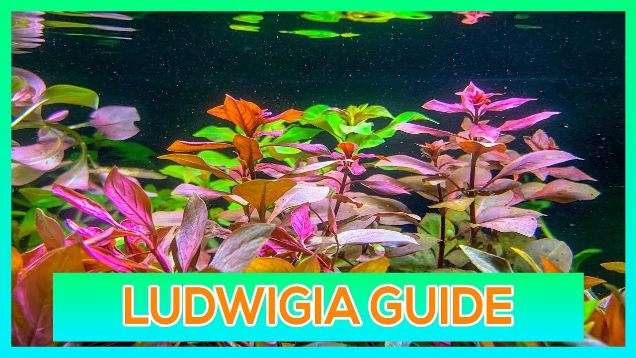 LUDWIGIIA REPENS, OVALIS, SP RED - РУКОВОДСТВО ПО ВЫРАЩИВАНИЮ АКВАРИУМНЫХ РАСТЕНИЙ СТЕБЛЕОБРАЗНОГ...