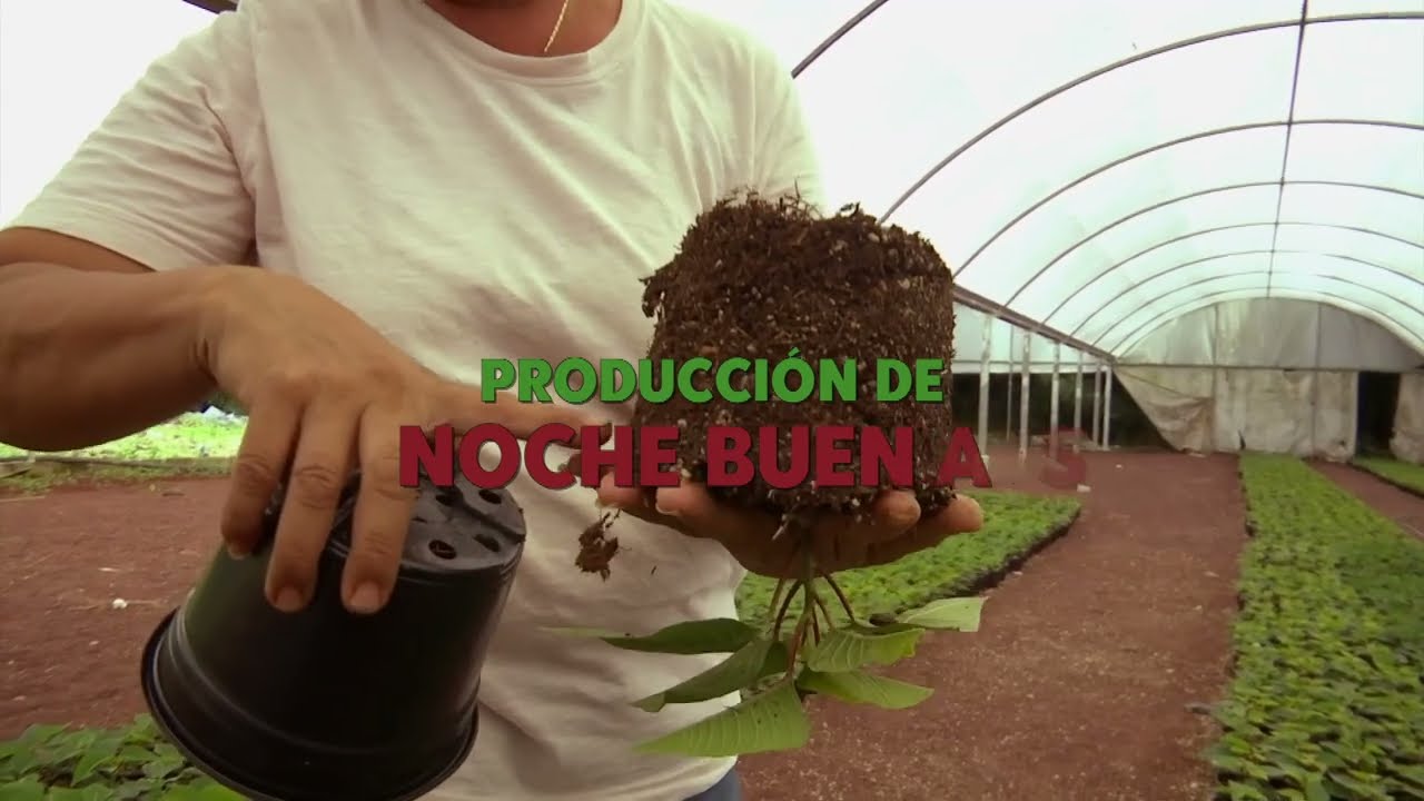 Aprende como reproducir Nochebuenas por esqueje