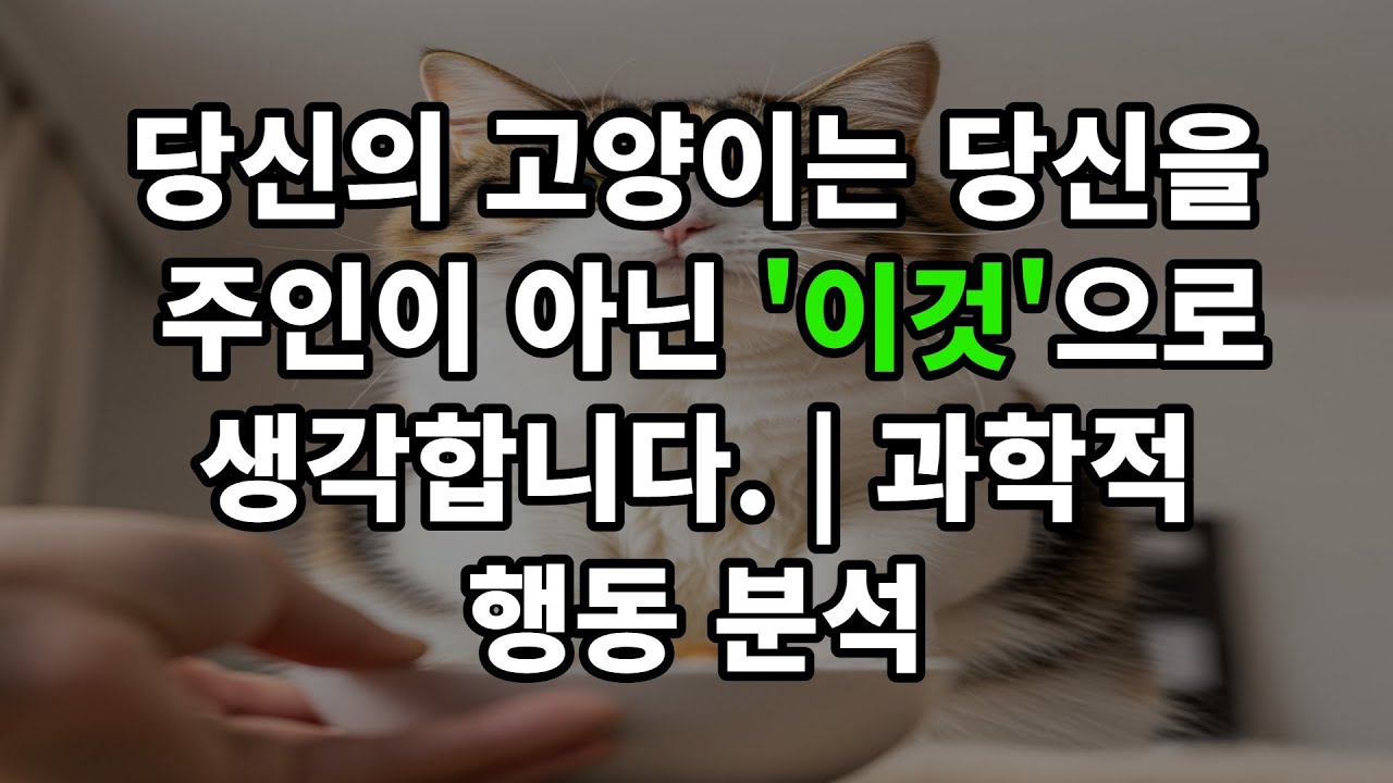 고양이는 당신을 주인이 아닌 '이것'으로 생각합니다
