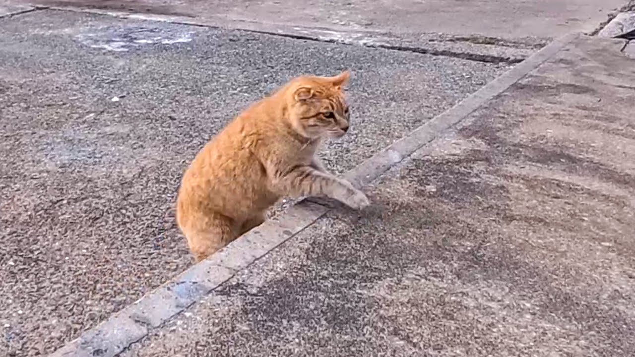 漁港で座っていたら…猫が全力で駆け寄ってきた