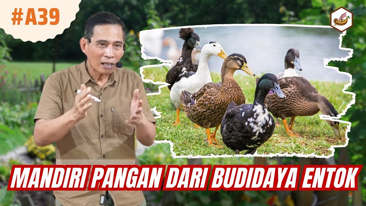 Swasembada Pangan Dari Budidaya Entok #bayudiningrat #petanitemansejati