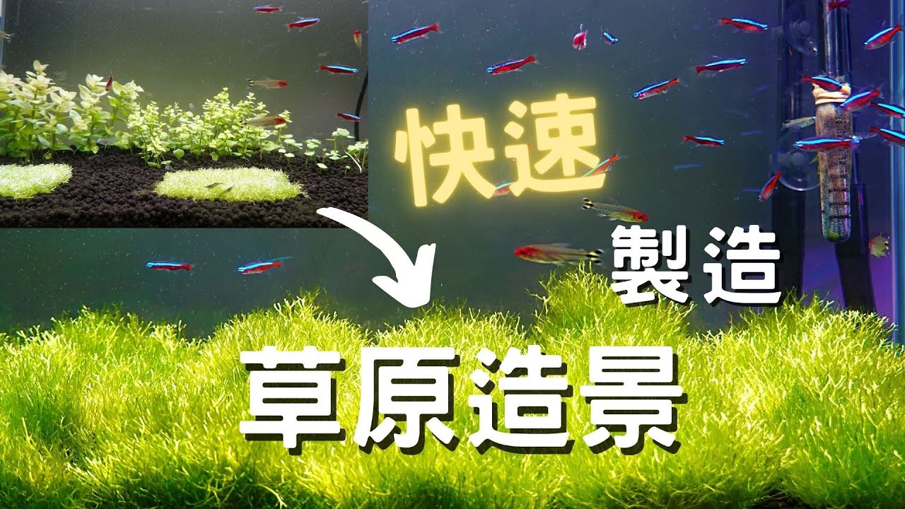 如何快速打造魚缸草原造景｜Quickly create aquatic grassland
