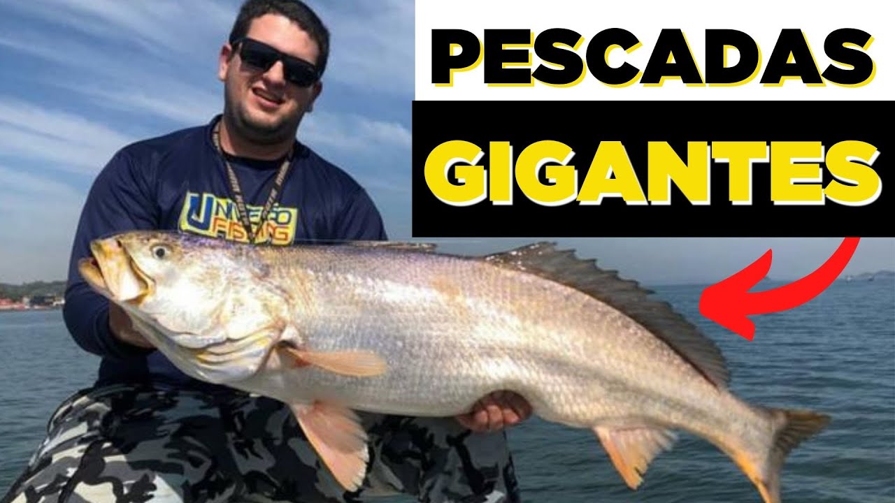 PESCADAS ENORMES COM CAMARÃO ARTIFICIAL - Pescaria de Pescadas na baia da babitonga
