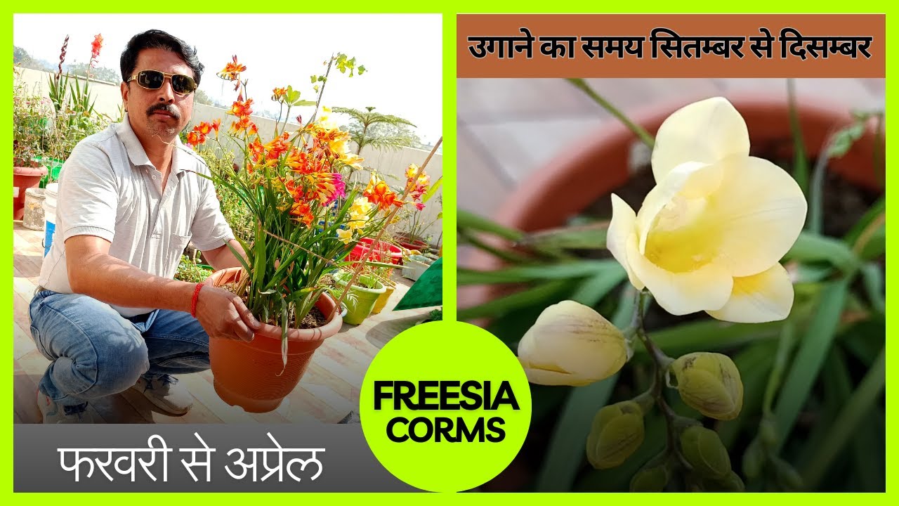 freesia ko bulb se kaise grow kare | freesia ke liye potting mix kaise banayen